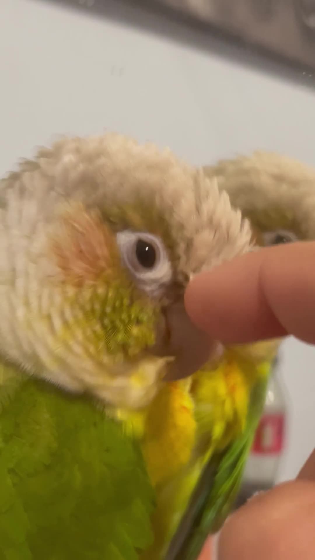 Conures birds for sale: Pineapple Conure  in Ludlow - Video 1
