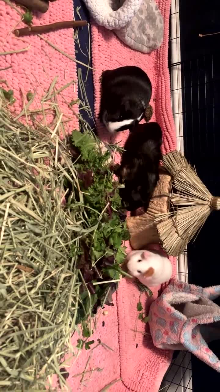 Guinea Pig rodents for sale: Three female guinea pigs  - Video 2