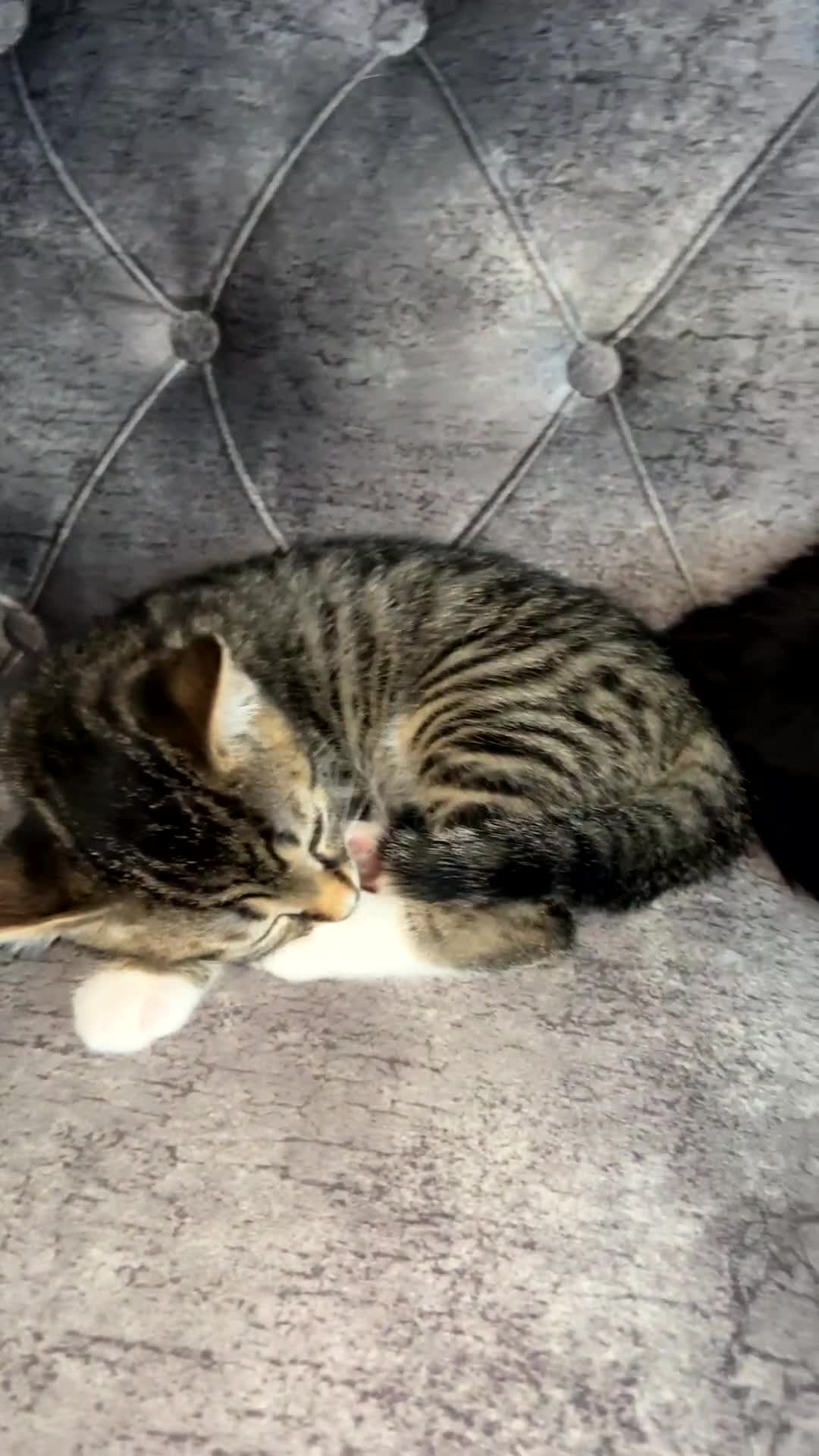 Domestic Shorthair cats for sale: Gorgeous kittens tabby and black  - Video 2