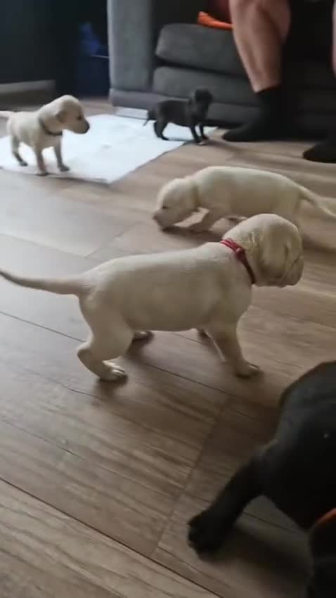 Mixed Breed dogs for sale: Labrador x american bulldog puppies READY NOW!!!  in Market Rasen - Video 2