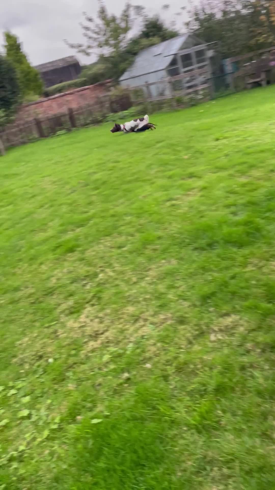 Sprocker dogs for sale: Sprocker spaniel  - Video 1