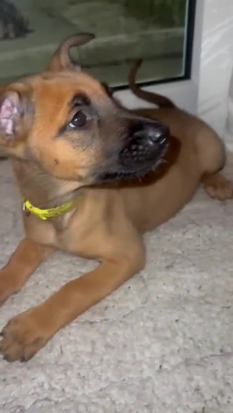 Belgian Shepherd Dog dogs for sale: Belgian Melinous pups ready for homes - Video 1
