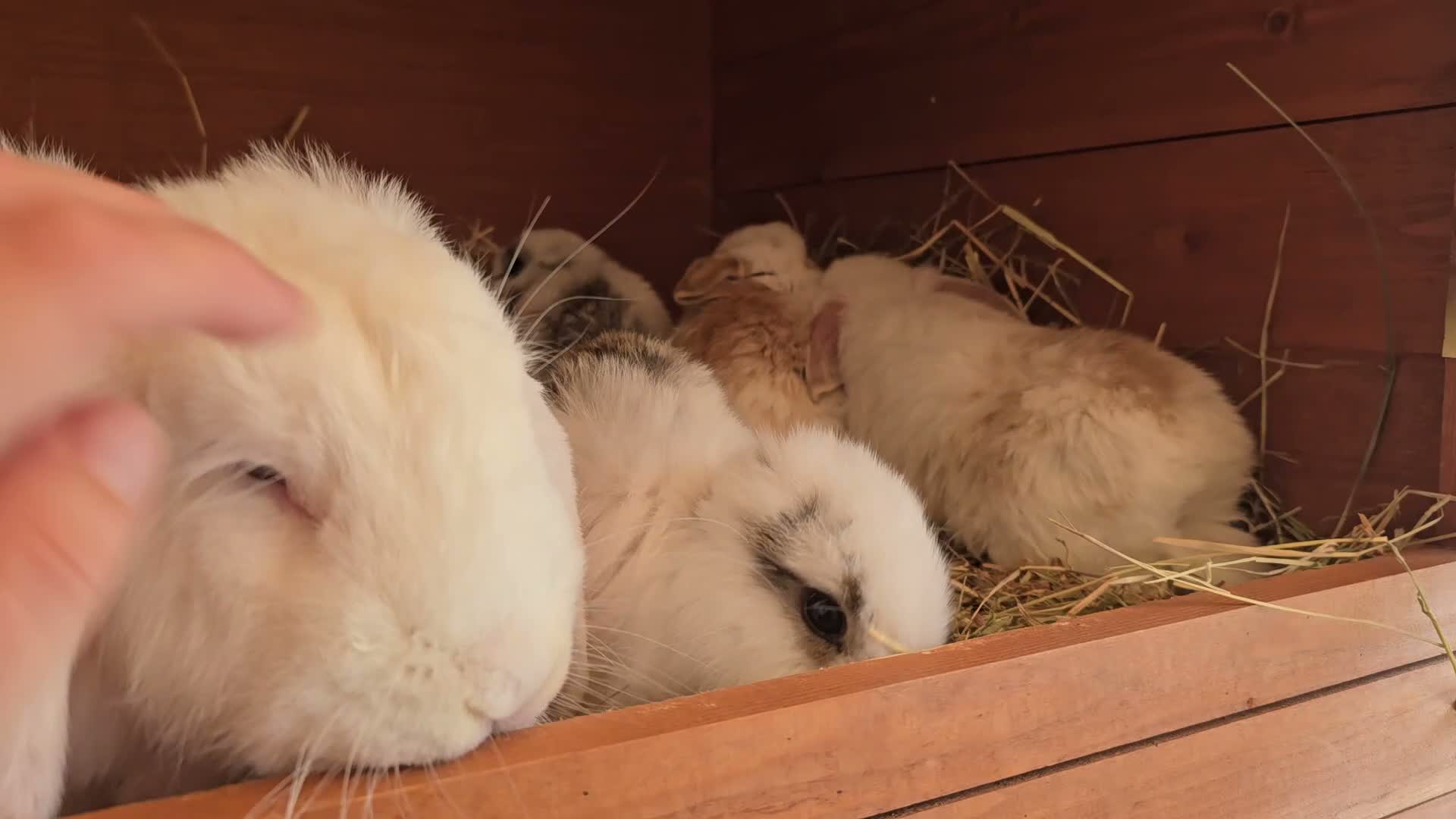 Mixed Breed rabbits for sale: Angora x French lop bunnies - Video 3