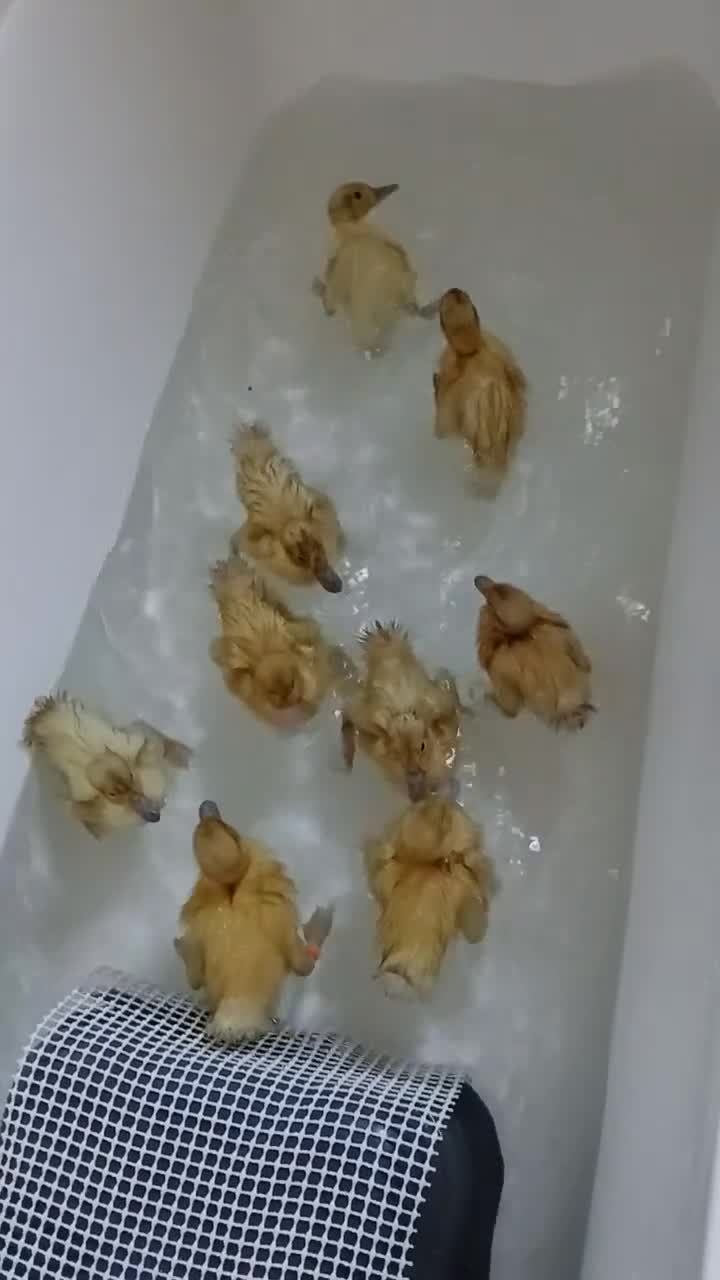 Ducks poultry for sale: Welsh harlequin males x4 - Video 1