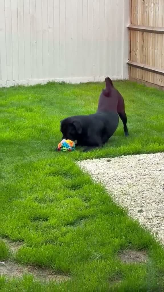 Mixed Breed dogs for adoption: ❤️🐶 JADA – A GIRL WITH THE SOFTEST HEART - Video 1