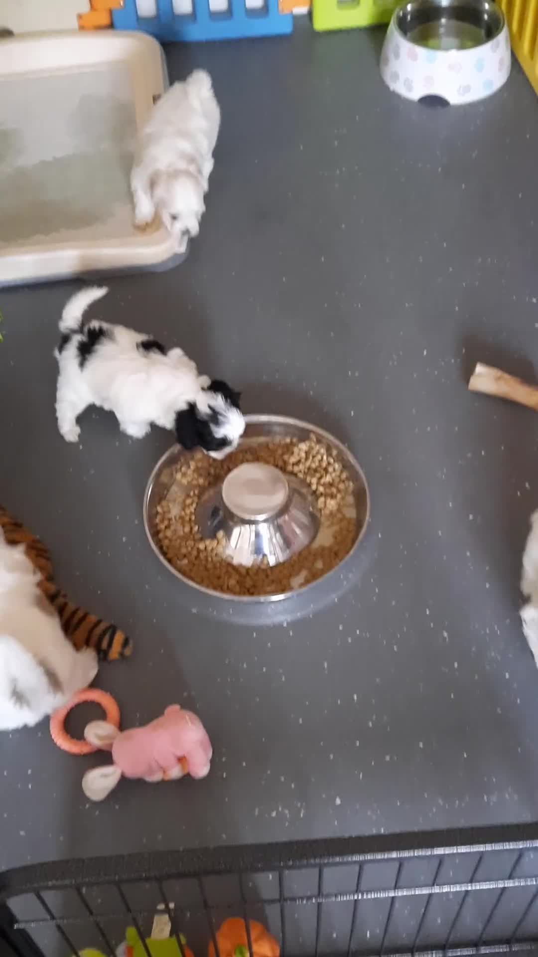 Mixed Breed dogs for sale: Lhasa Apso x Maltese puppies known as Kyi-Leos - Video 2