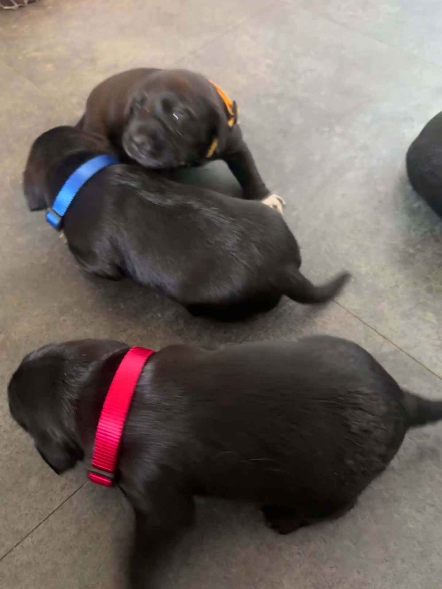Mixed Breed dogs for sale: Wired Patter-dale terrier/ Cocker Spaniel pups - Video 2