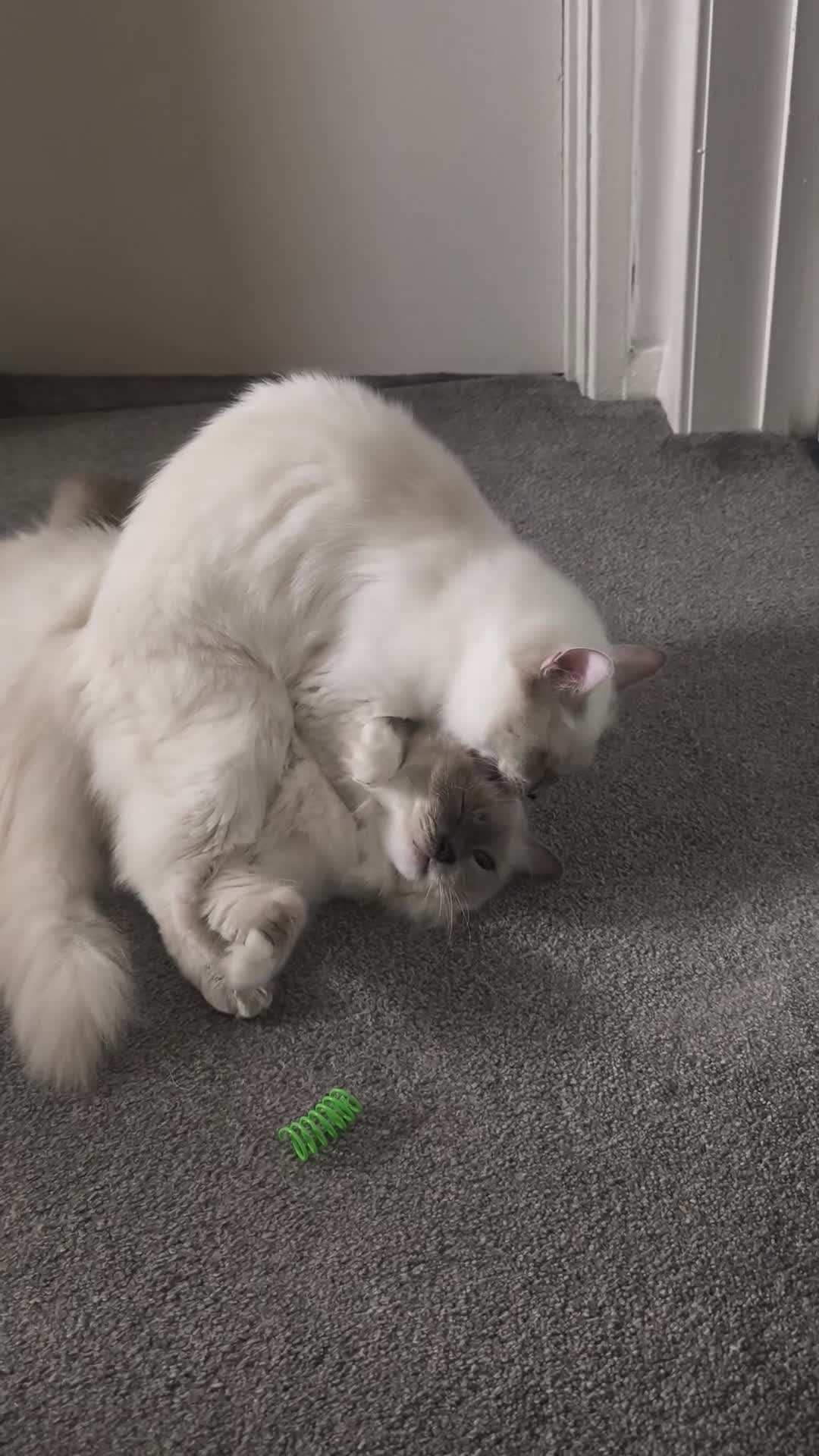 Ragdoll cats for sale: 💔 Rehoming Active Ragdoll Queens TICA Registered - Video 1