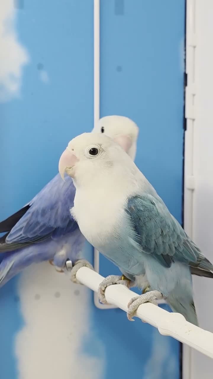 Lovebirds birds for sale: Lovebird Pairs with DNA.Can bring to Stafford Show - Video 4