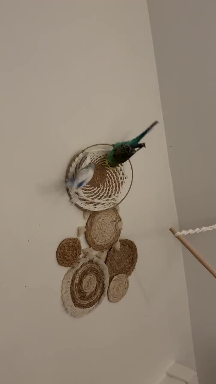 Budgerigars birds for sale: 2 budgies  - Video 2