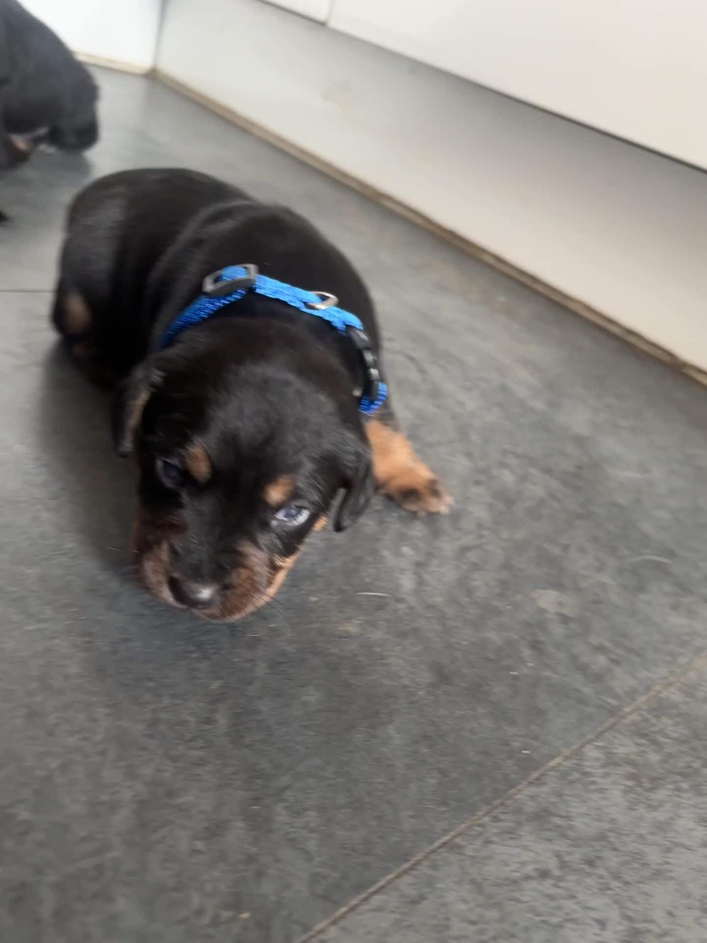 Mixed Breed dogs for sale: Wired Patter-dale terrier/ Cocker Spaniel pups - Video 1