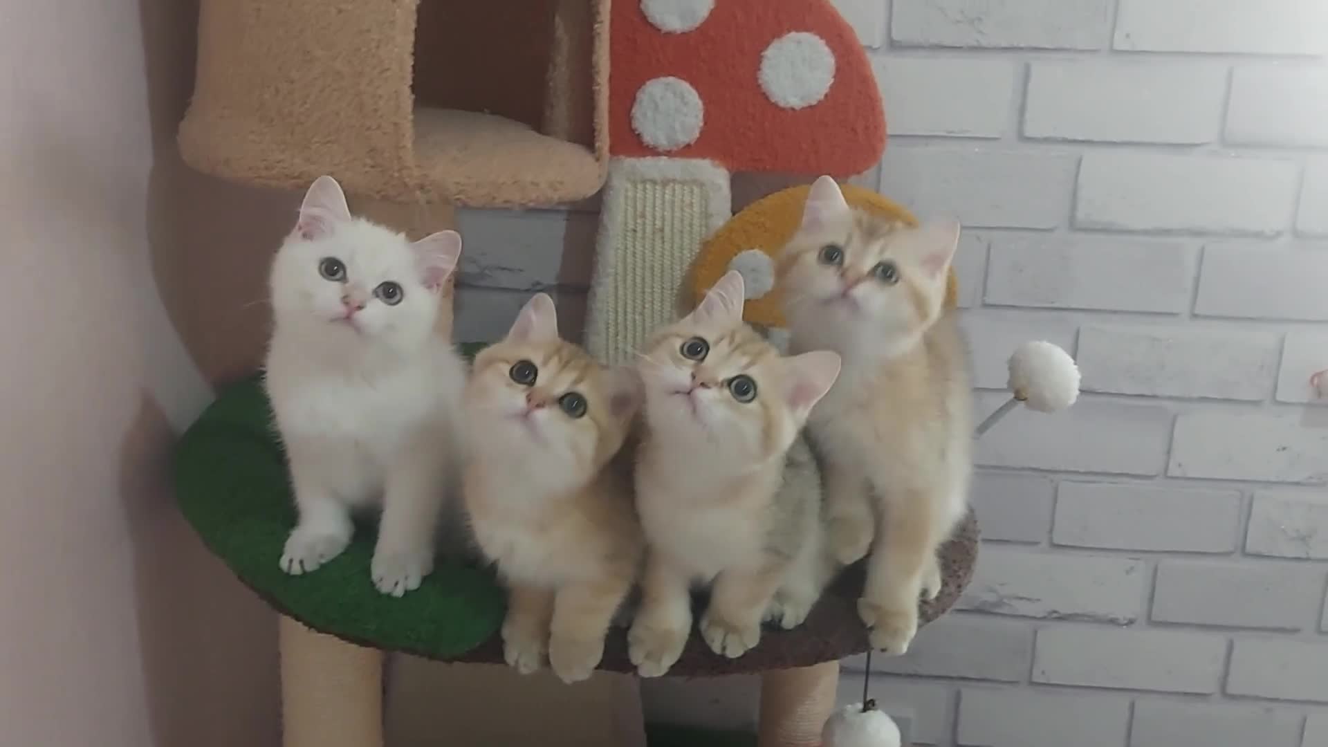 British Shorthair cats for sale: Golden British shorthair Pedigree Neutered  - Video 1