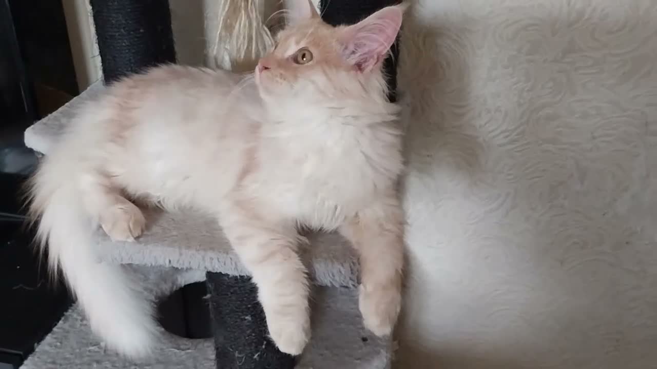 Maine Coon cats for sale: TICA Reg Maine Coon BOY. Cream Smoke. ACTIVE. - Video 1