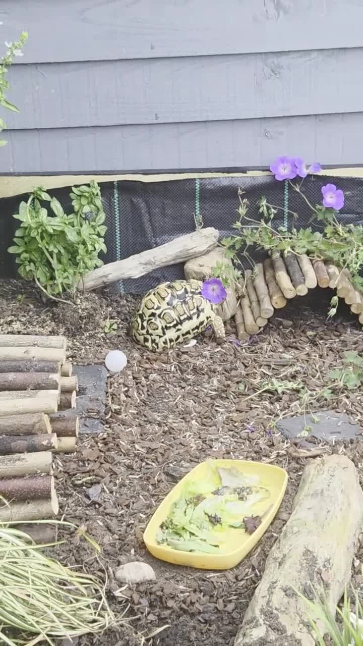 Tortoise reptiles for sale: 2 leopard tortoises in Stoke-on-Trent - Video 1