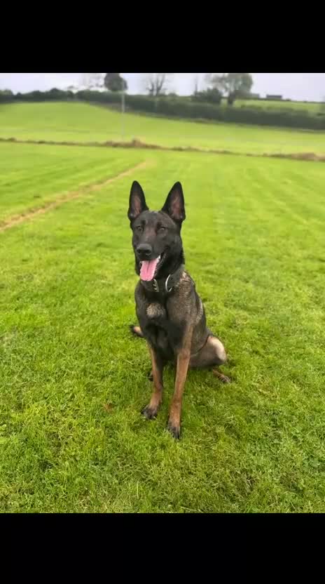 Belgian Shepherd Dog dogs for sale: Belgian malinois in Egremont - Video 1