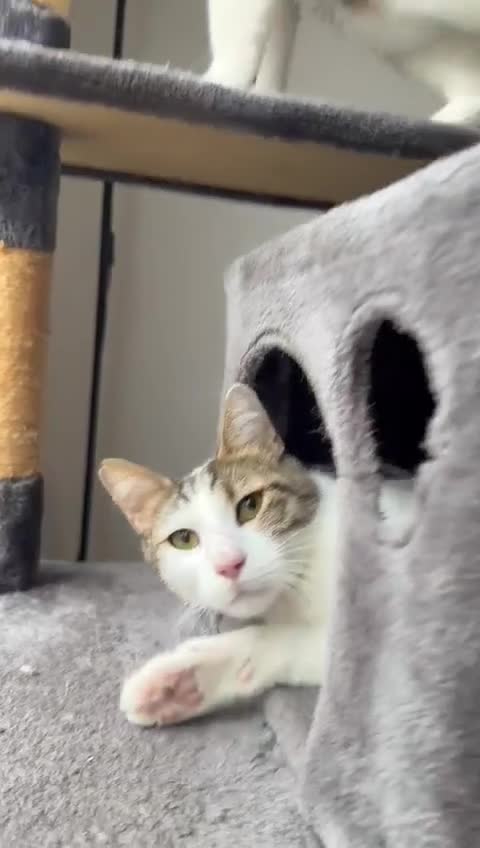 Mixed Breed cats for adoption: They Survived. Now They’re Ready to Be Loved - Video 2