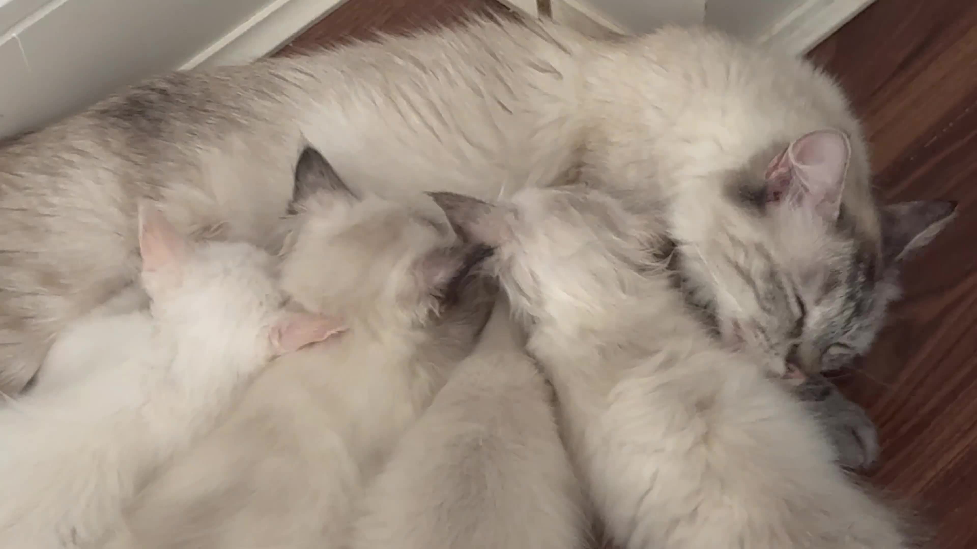 Ragdoll cats for sale: Pedigree Point Ragdoll kittens  - Video 1