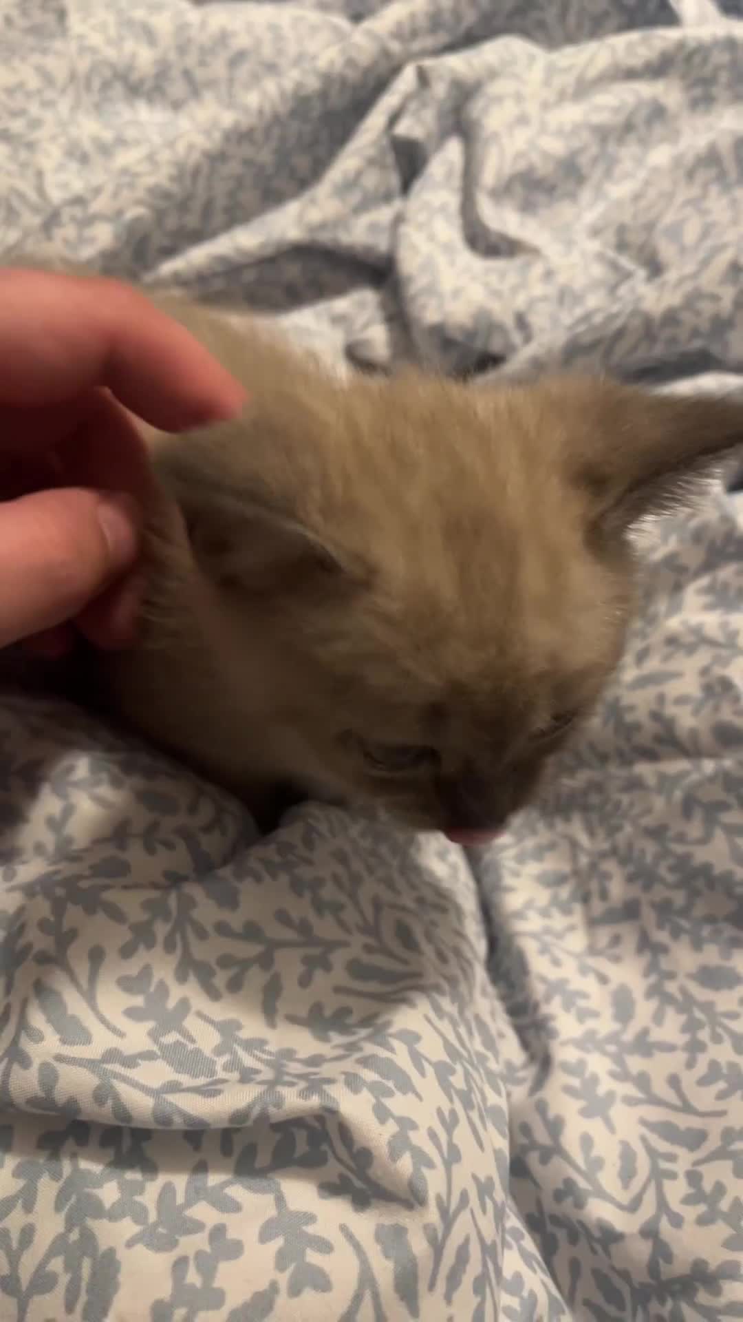 Mixed Breed cats for sale: Maples kittens in Colchester - Video 2