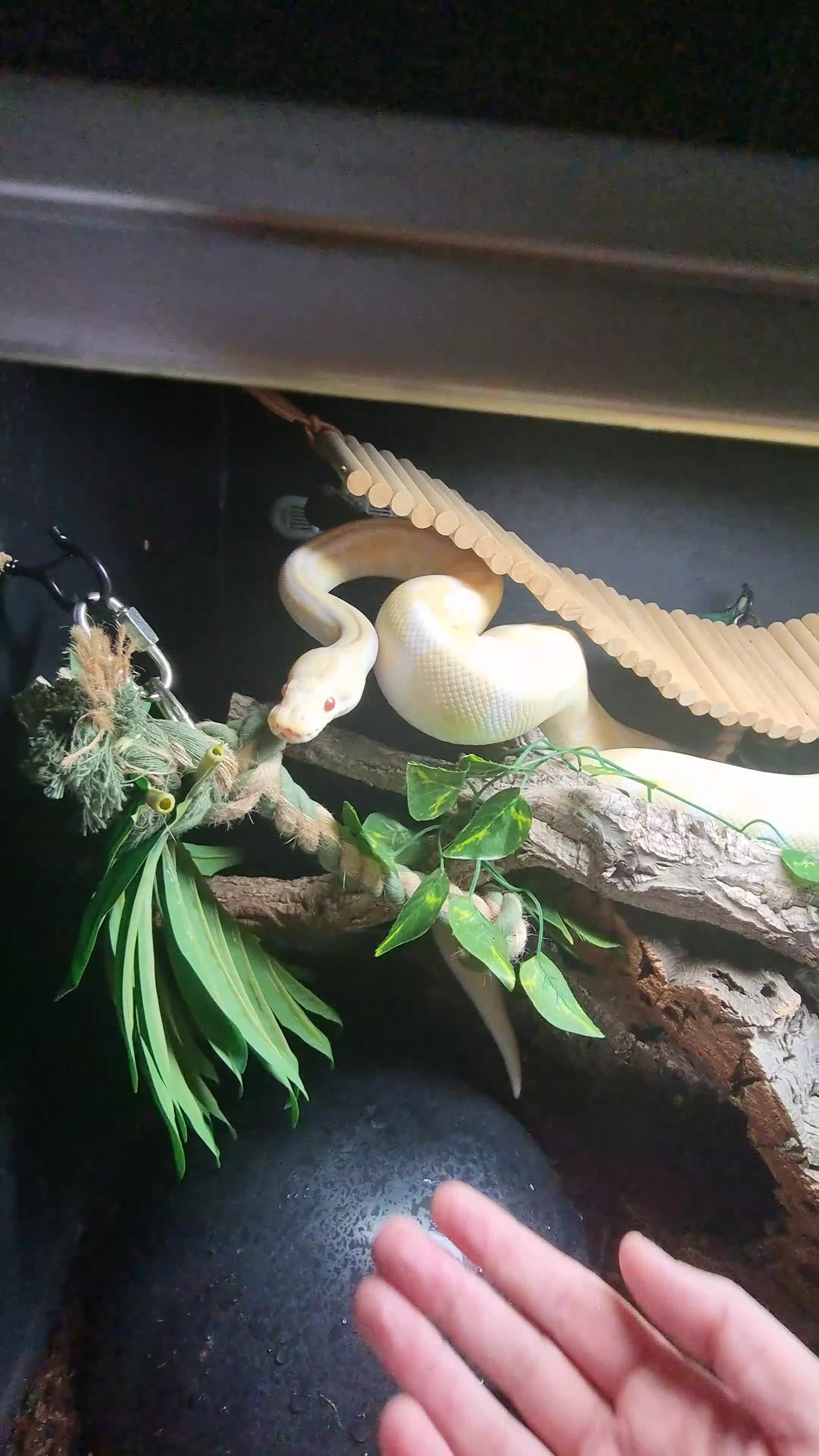 Python Snake reptiles for sale: 7 year old albino ball python friendly  in Watford - Video 1