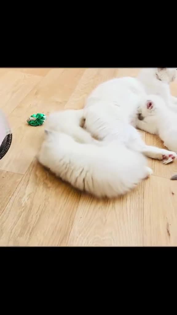 Ragdoll cats for sale: GCCF BEAUTIFUL RAGDOLL KITTENS  - Video 1