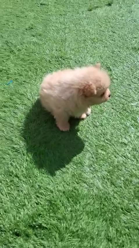 Pomeranian dogs for sale: Exceptional pomeranian puppies 🐶 - Video 3