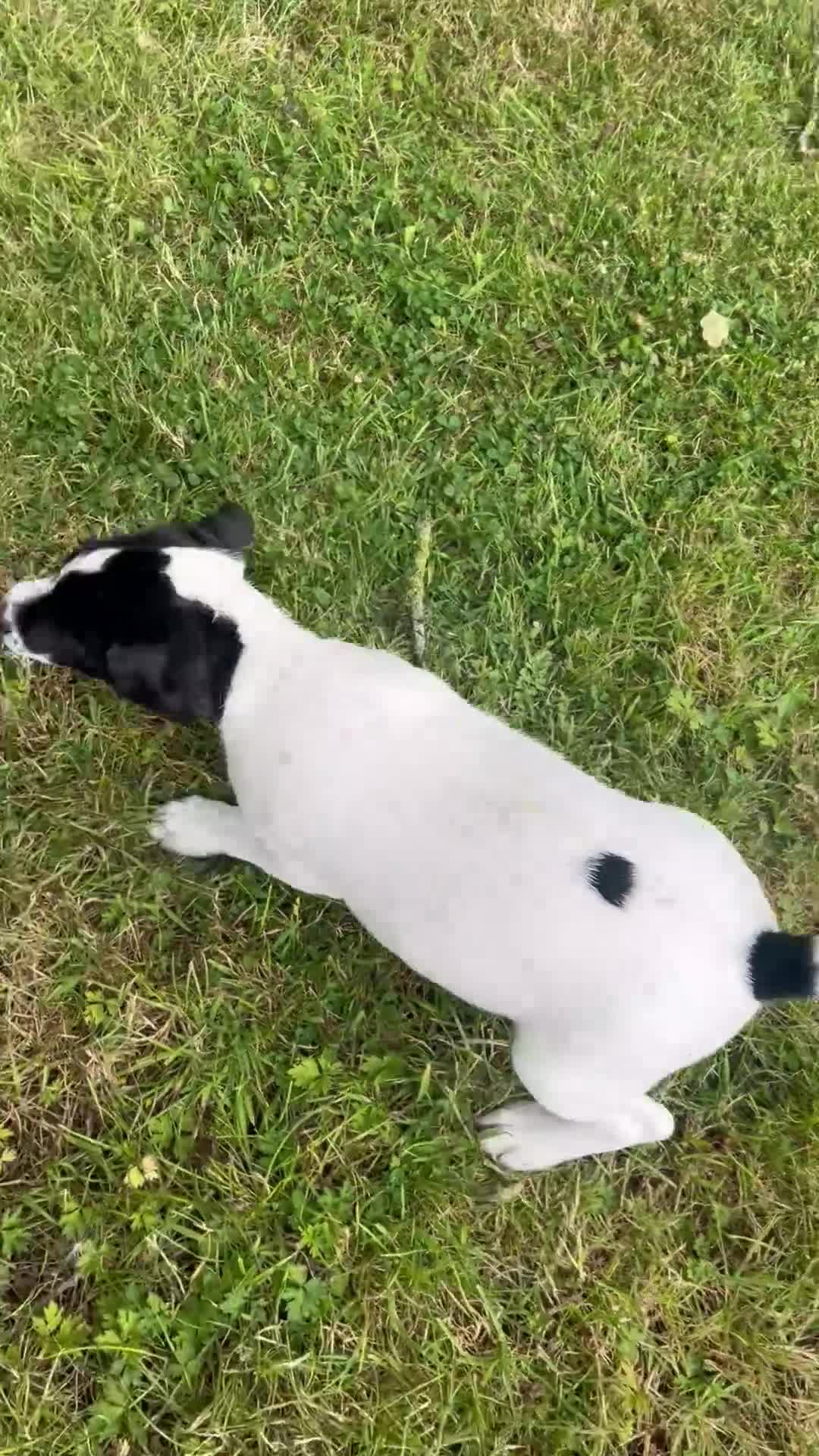 Mixed Breed dogs for sale: 1 male jack Russel/ springer pup  - Video 1