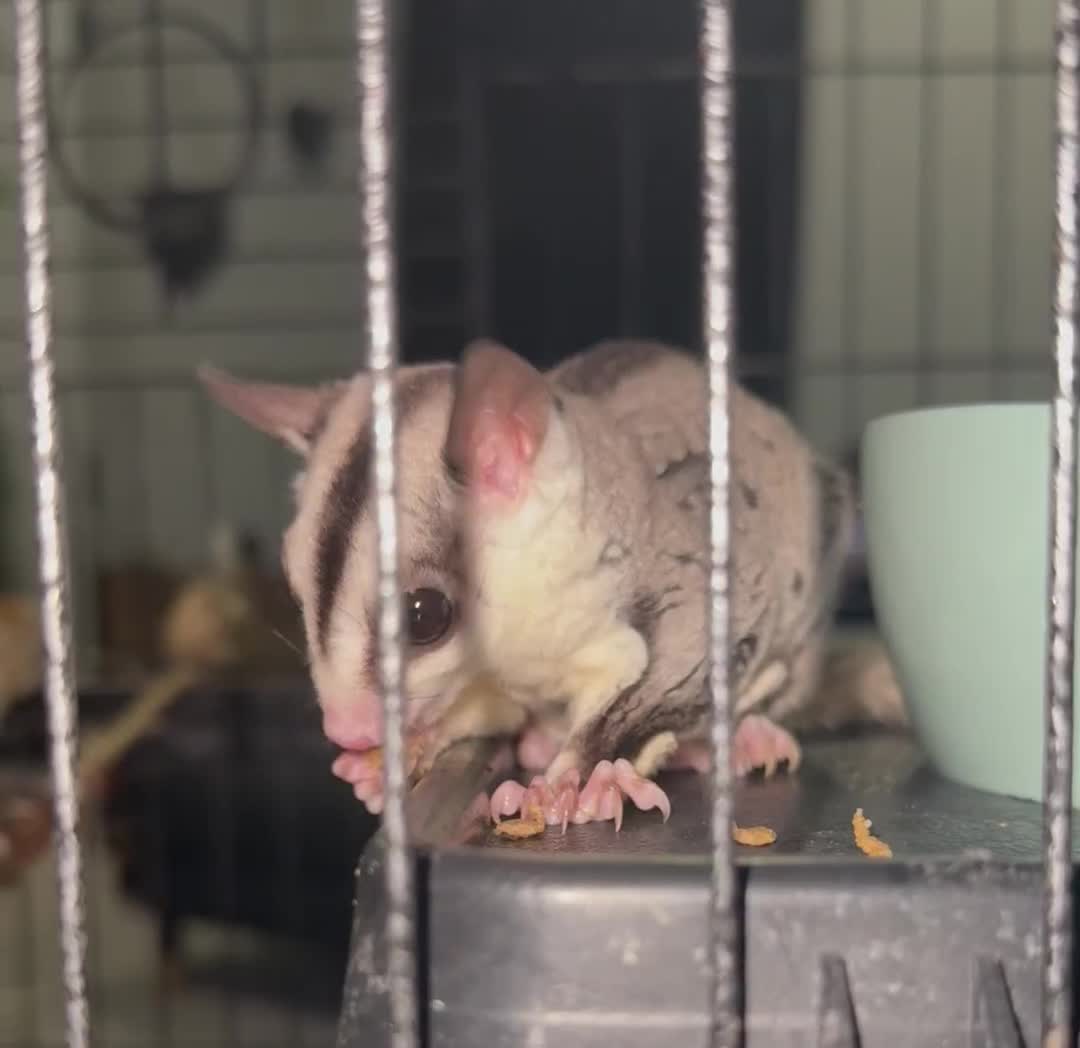 Sugar Glider rodents for sale: Two female sugar gliders with full set up - Video 2