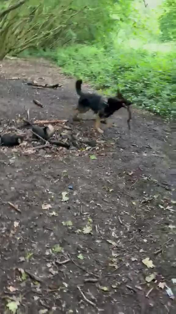 German Shepherd dogs for sale: 4 year old German Shepard..  in Liverpool - Video 2