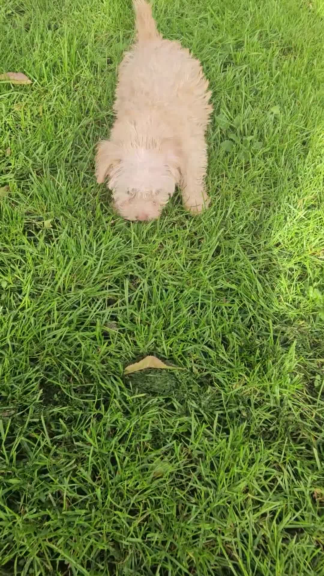 Mixed Breed dogs for sale: Crestepoo puppies  - Video 1