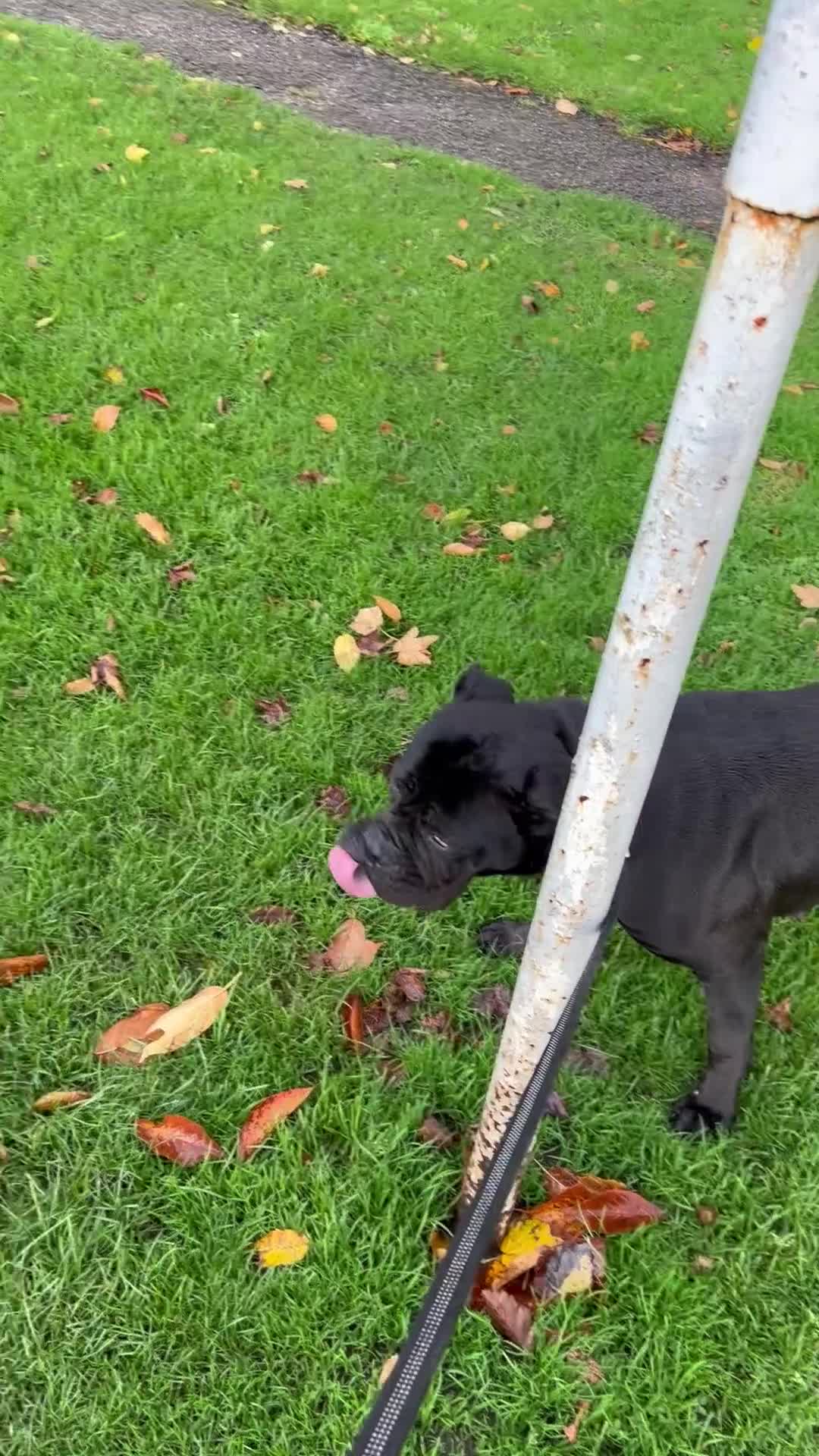 Cane Corso dogs for sale: Russian imported CANE CORSA  - Video 2