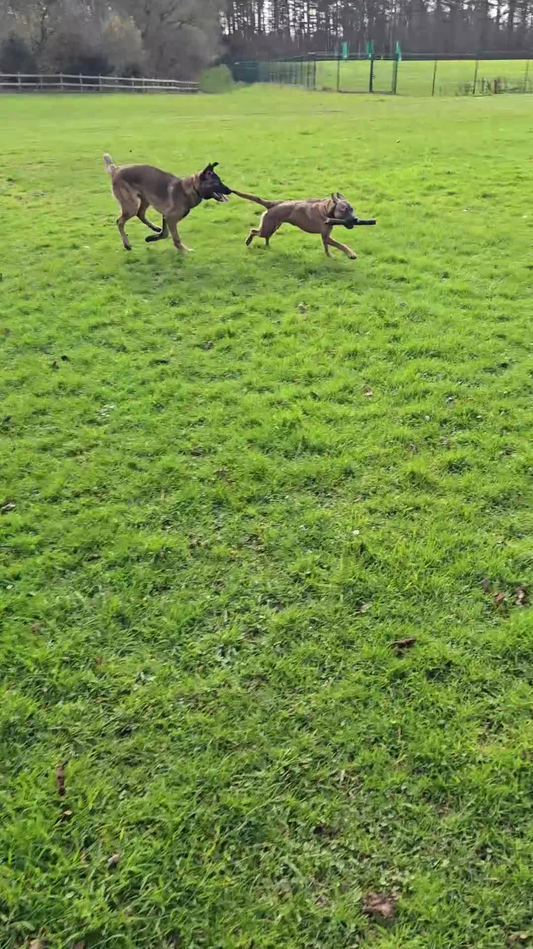 Belgian Shepherd Dog dogs for sale: Belgian mallinois 6 month old puppy in Durham - Video 2