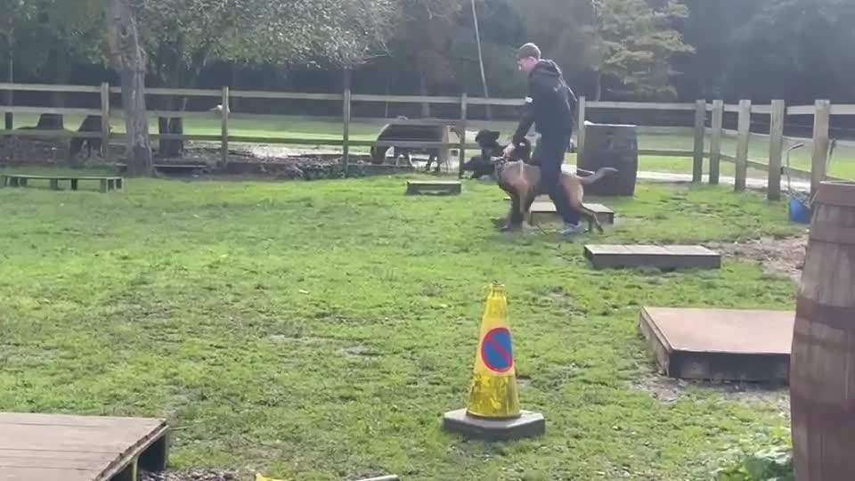 Belgian Shepherd Dog dogs for stud: Belgian malinois ⚡️Amiri proven stud✅ - Video 3