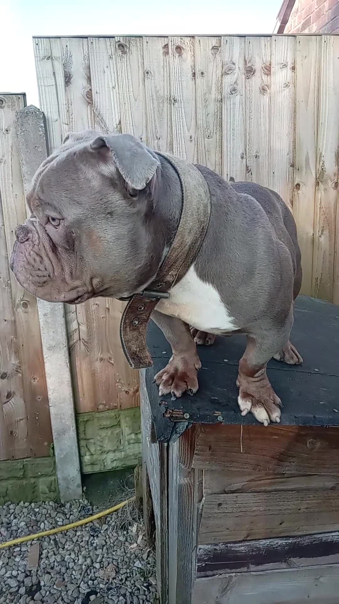 American Bully dogs for sale: 10" Micro bully KINGPIN LOCOLV 3RD GEN - Video 1