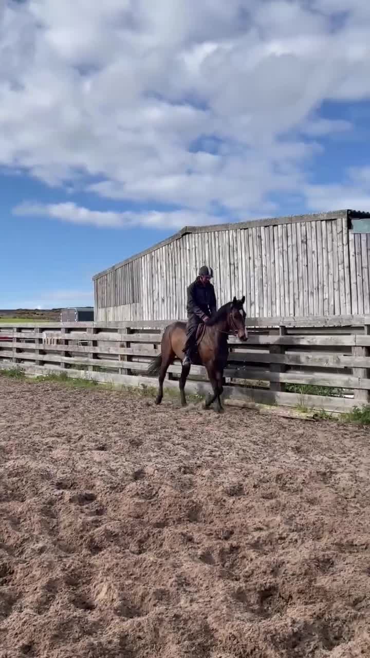Other Breed horses for sale: 16.2 gelding  in Whitby - Video 4