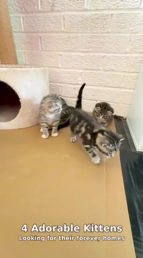 Mixed Breed cats for sale: Lovely British Shorthair/Scottish Fold Mix Kittens in Kingswinford - Video 1