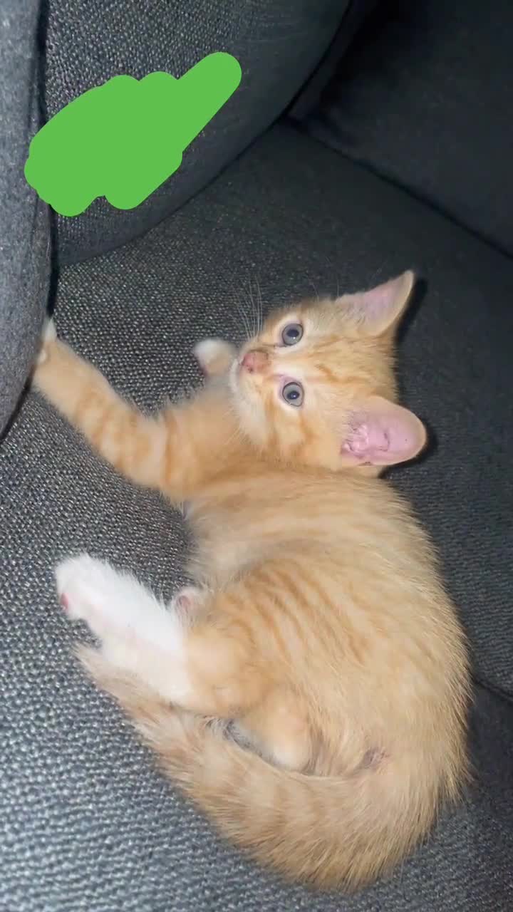 Mixed Breed cats for sale: 4 beautiful Ragdoll x kittens. - Video 2