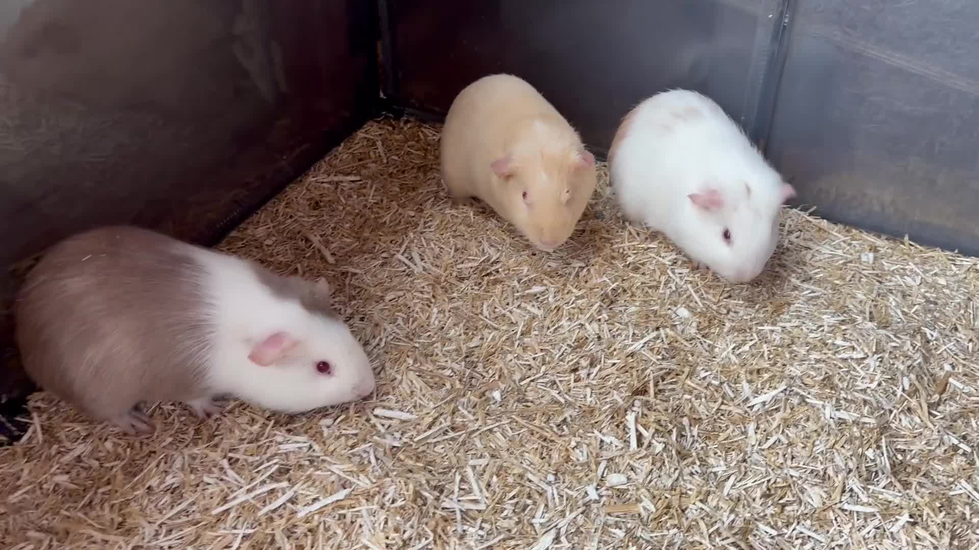 Guinea Pig rodents for sale: Beautiful bonded brothers  - Video 2