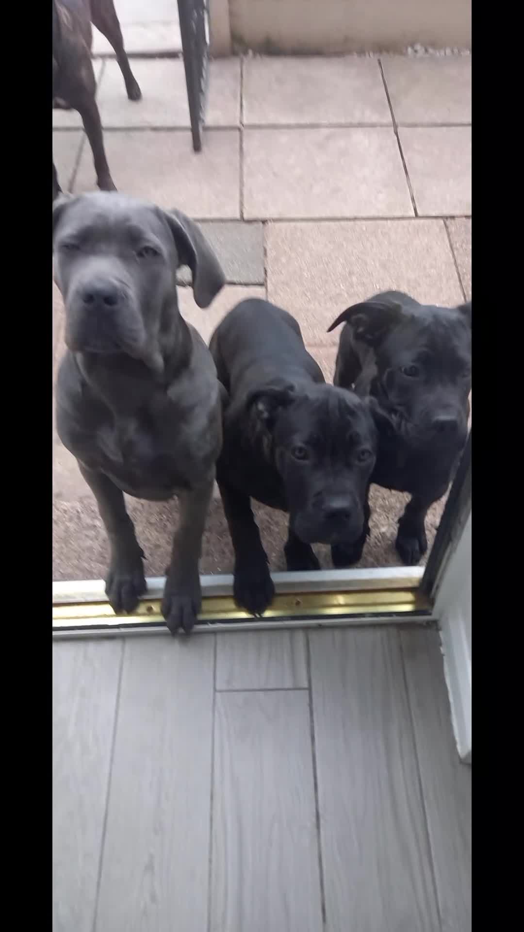Cane Corso dogs for sale: ANNOUNCEMENT ONLY UK LITTER DEL DYRIUM LINES  🖤  - Video 1