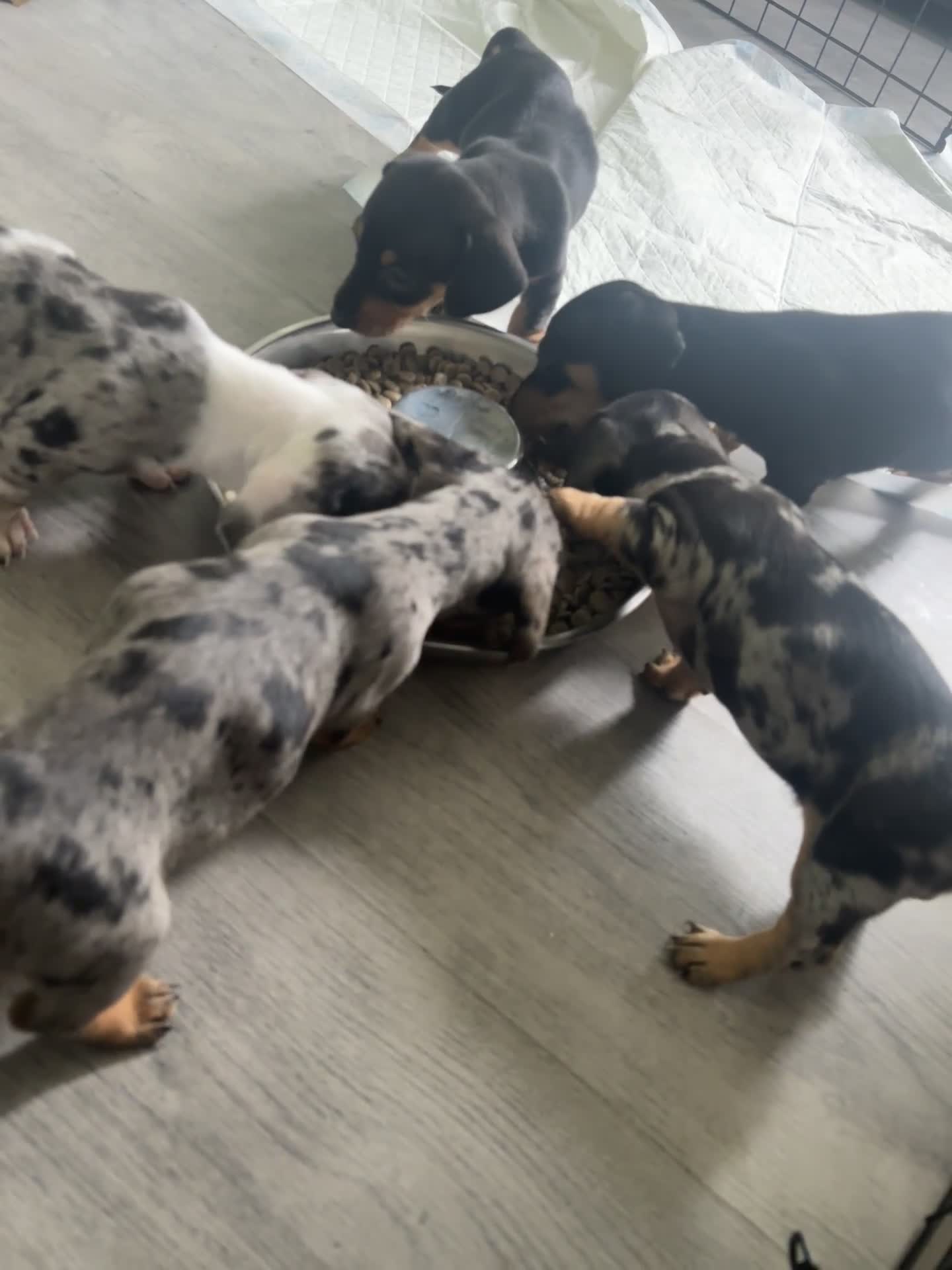 Miniature Dachshund dogs for sale: Blue/tan/dapple KC registered miniature dachshunds in Heywood - Video 1