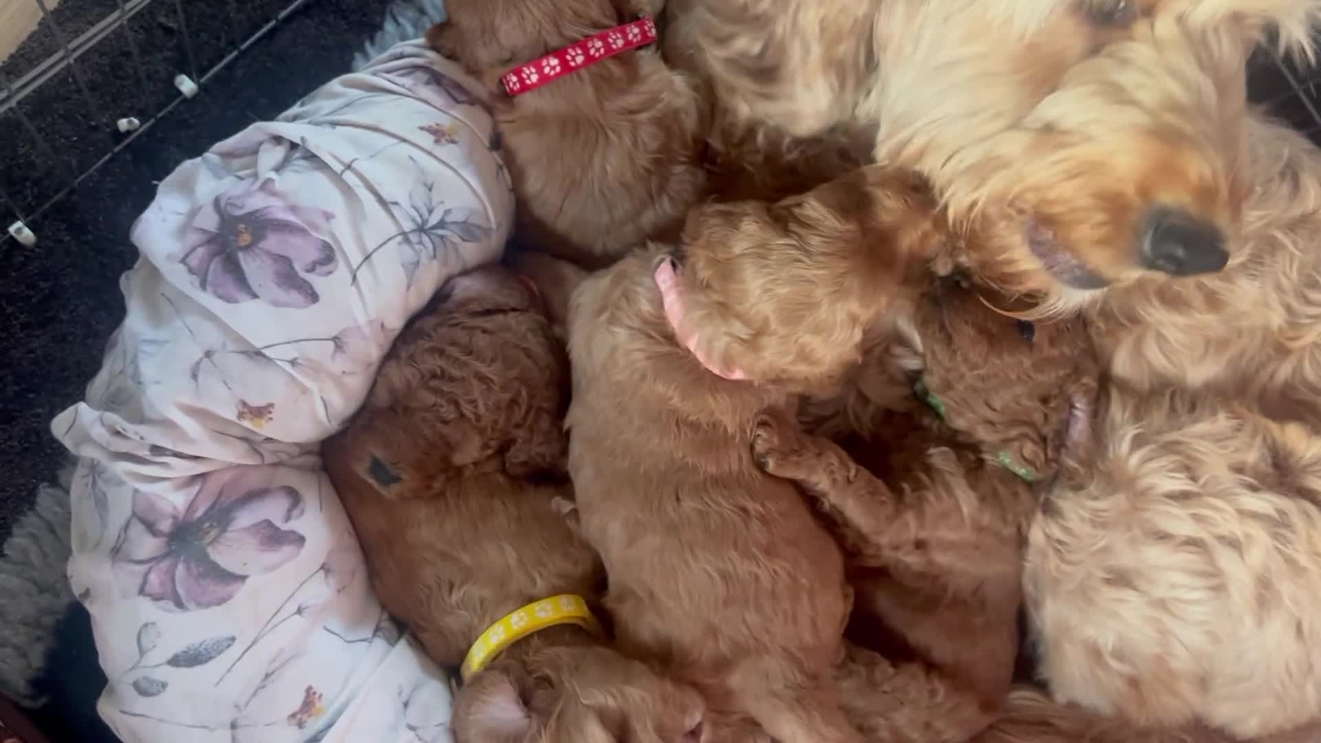 Cockapoo dogs for sale: 5 Stunning Cockapoo girls 💖 - Video 1