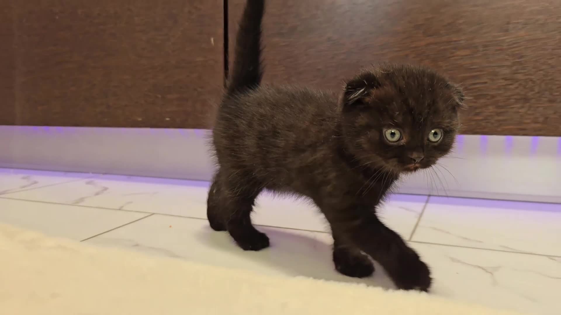 Scottish Fold cats for sale: Scottish Fold Kittens (Delivery available) - Video 1