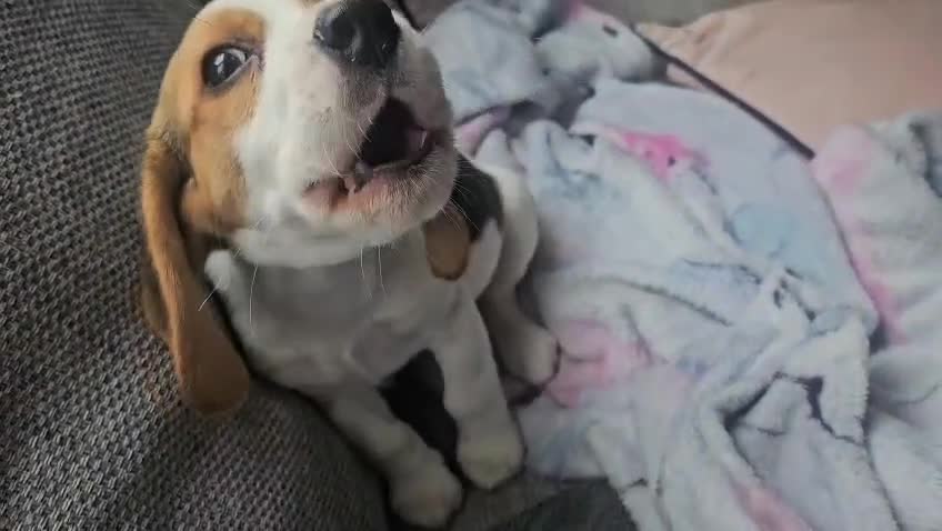 Beagle dogs for sale: KC Registered Pedigree Male Beagle Pup - Video 1