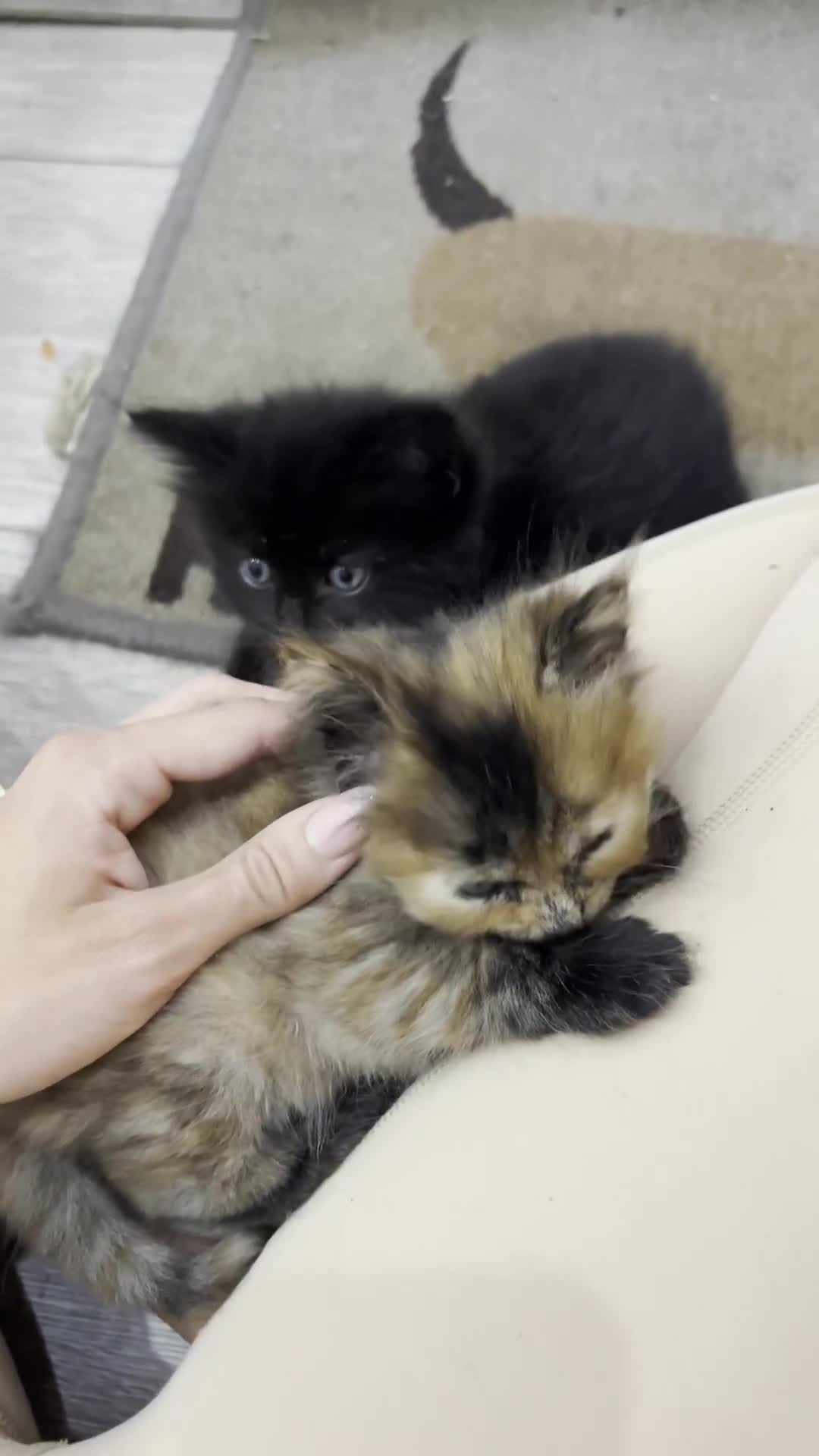Scottish Fold cats for sale: Adorable Scottish Fold Mix Kittens - Video 2