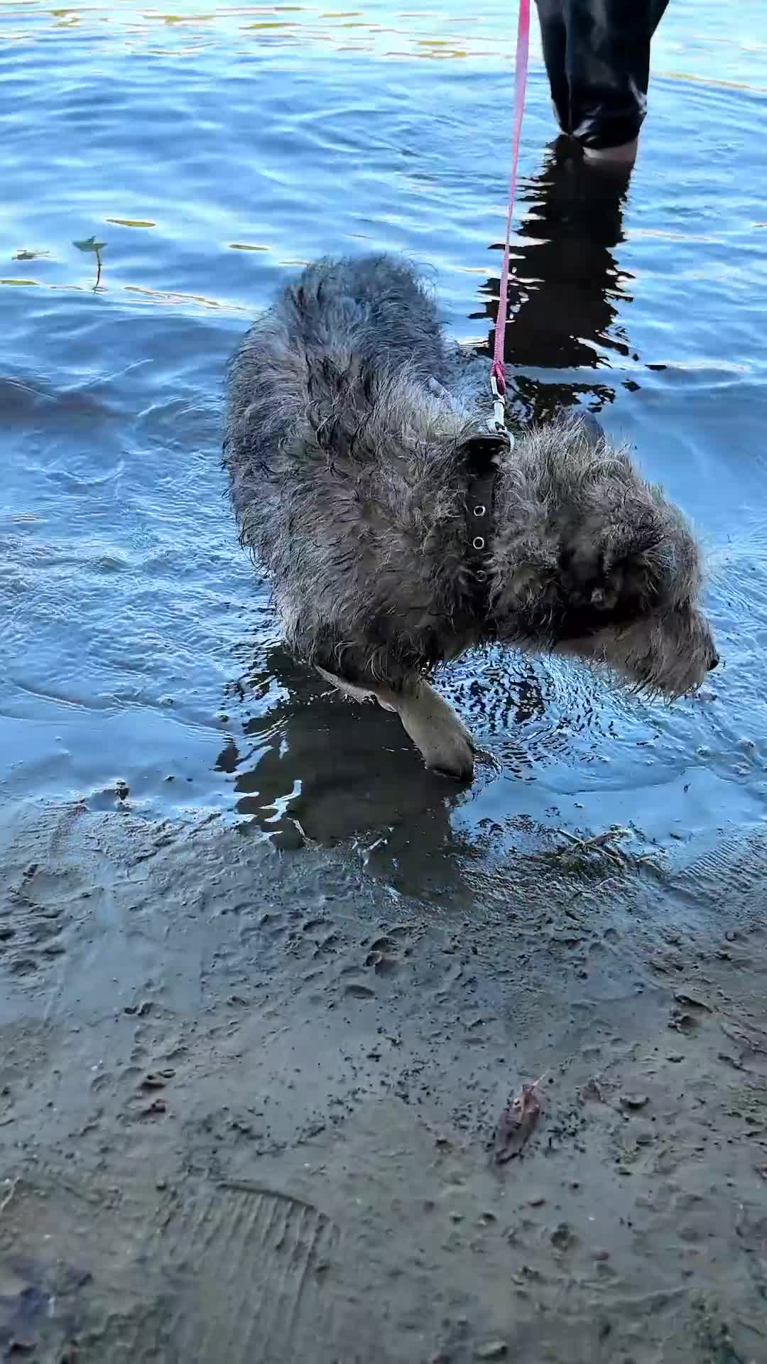 Mixed Breed dogs for adoption: 💙🐶 CHIP 🐶💙 - Video 1