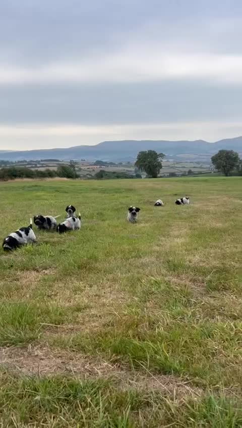Cocker Spaniel dogs for sale: KC registered Show Type Cocker Spaniels - Video 4