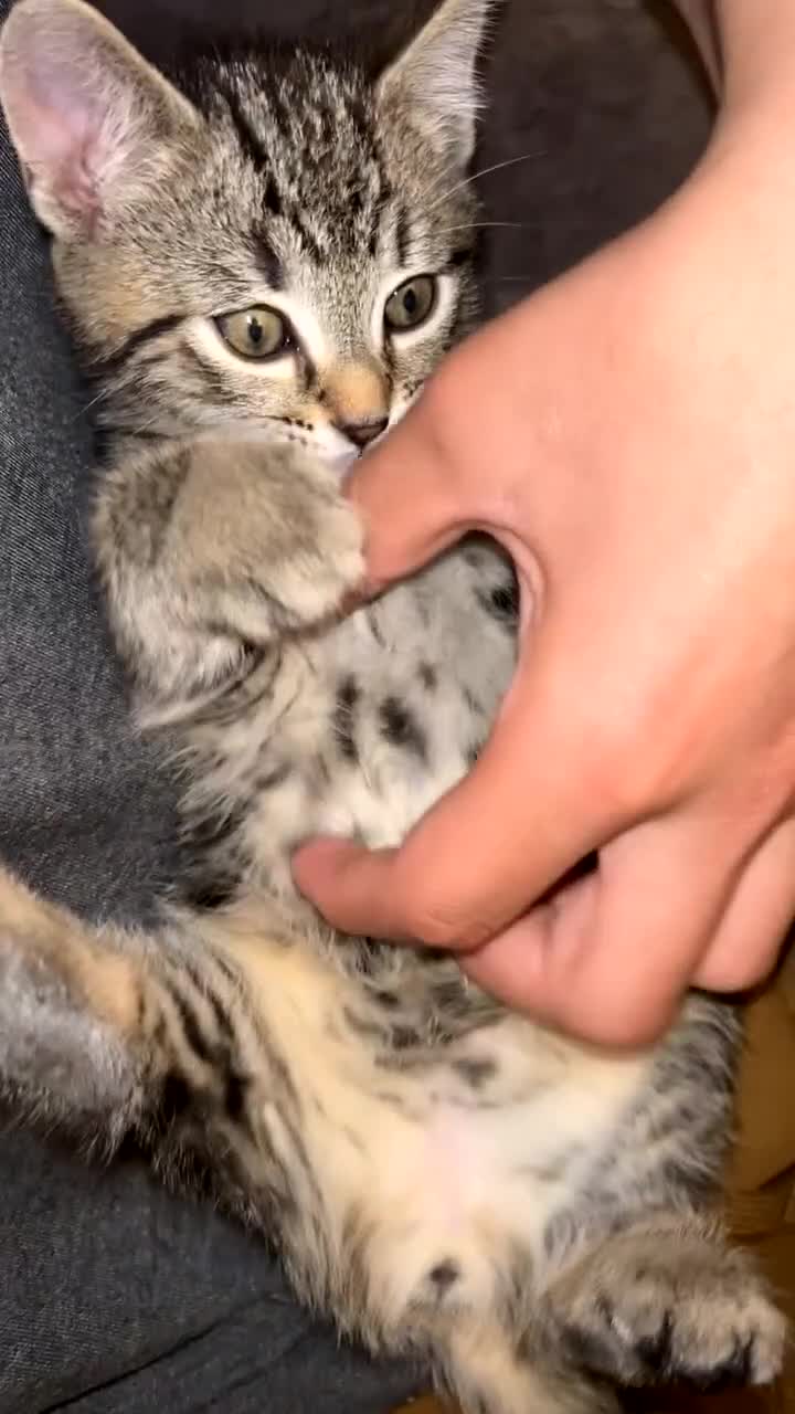Domestic Shorthair cats for sale: Classic golden tabby kittens Full breed - Video 4