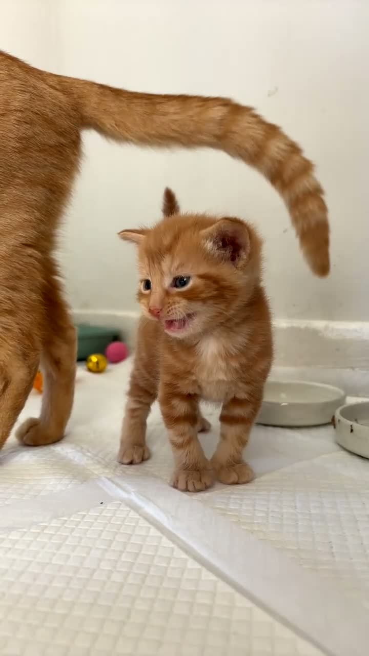Mixed Breed cats for sale: Three ginger kittens🧡 - Video 4