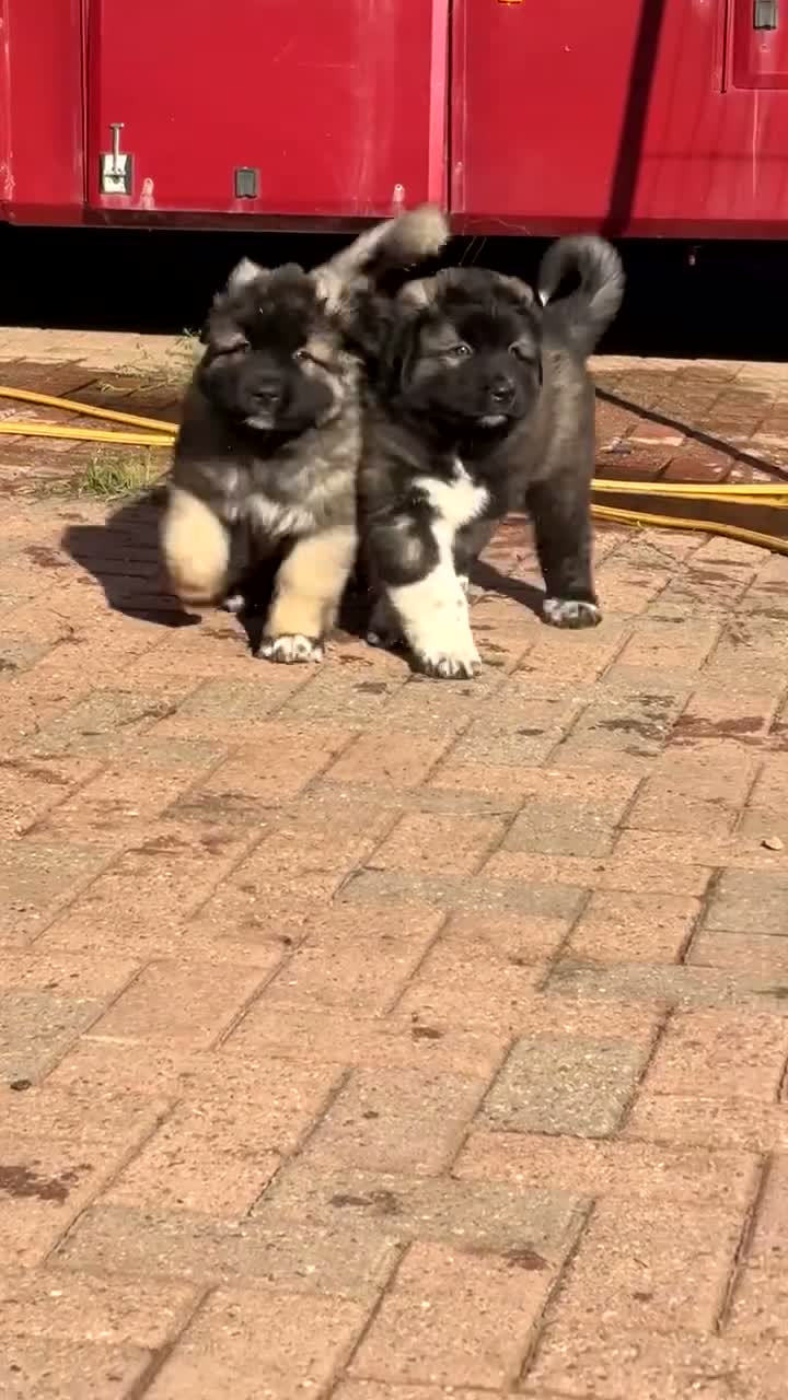 Mixed Breed dogs for sale: Live stock guardian/gard dogs in Scunthorpe - Video 2
