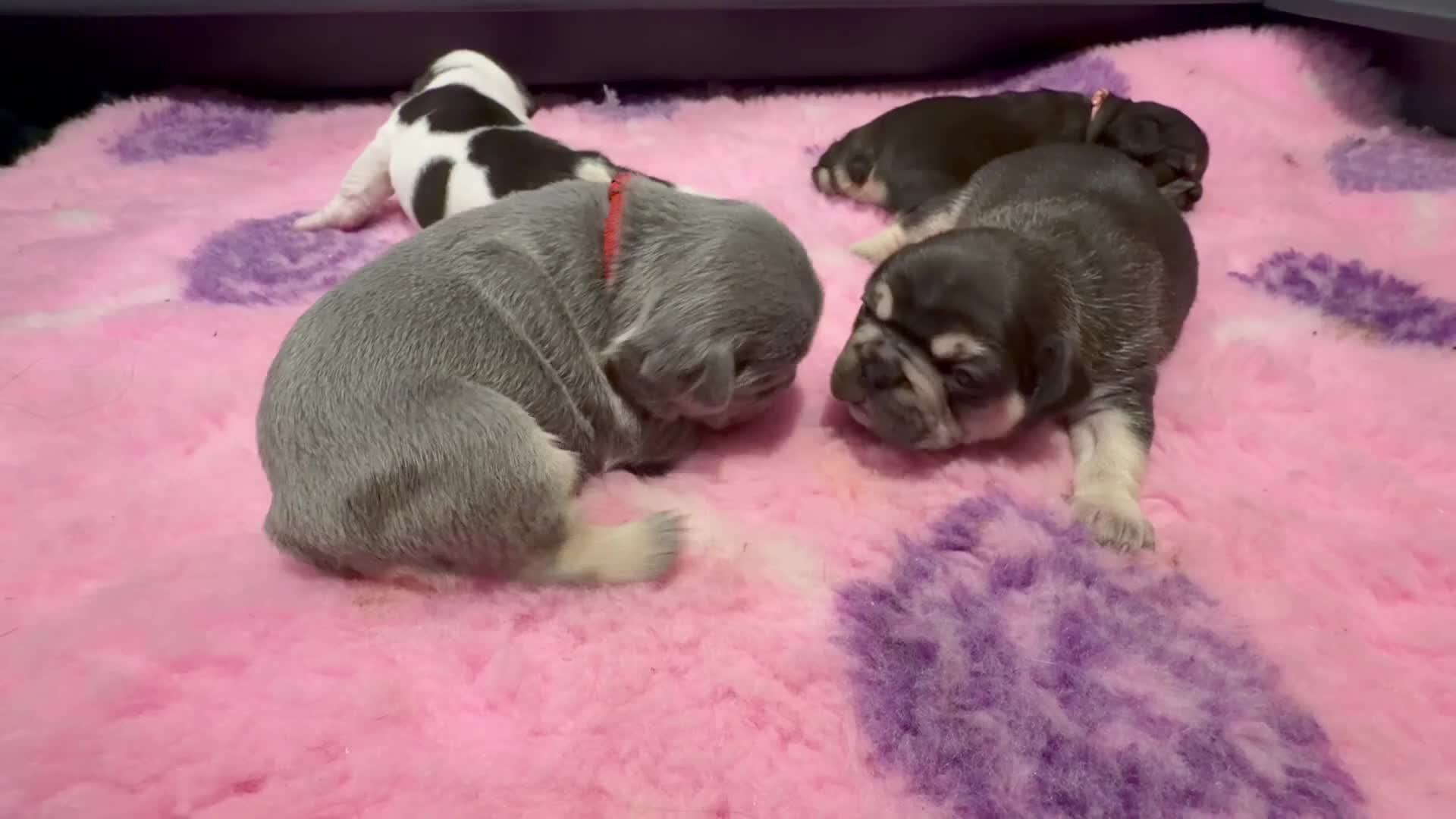 French Bulldog dogs for sale: RKC French bulldog puppy’s health tested parents  - Video 1