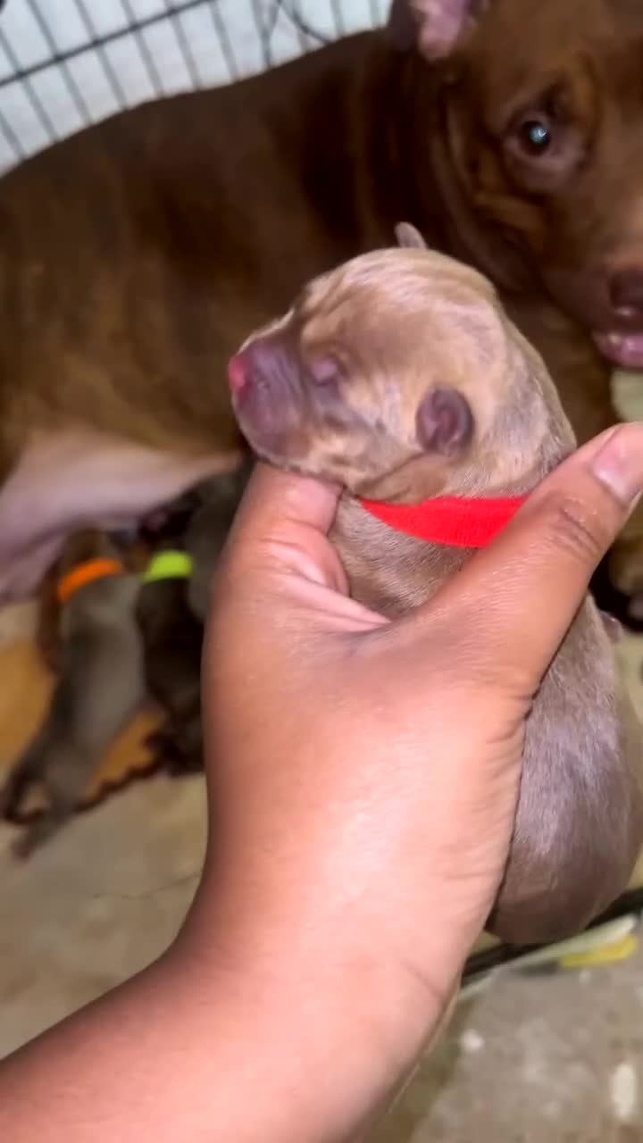Mixed Breed dogs for sale: Beautiful fawn staff Girl  - Video 1